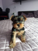 Photo №3. Beaux chiots Yorkie. Allemagne