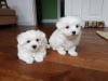 Photo №1. bichon maltais - à vendre en ville de Helsinki | 400€ | Annonce №56451