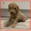 Photo №1. labradoodle - à vendre en ville de Munich | 350€ | Annonce №107498