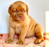 Photo №1. dogue de bordeaux - à vendre en ville de Гамбург | négocié | Annonce №124984