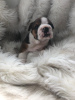 Photos supplémentaires: Champion Bloodline English Bulldog disponible dès maintenant pour adoption