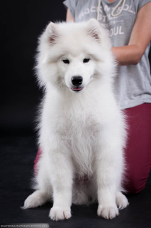 Photos supplémentaires: Samoyed. Garçon intelligent