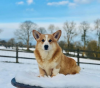 Photo №2 de l'annonce № 62805 de la vente welsh corgi - acheter à Ukraine 