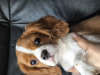 Photo №1. cavalier king charles spaniel - à vendre en ville de Stavanger | 1800€ | Annonce №102615