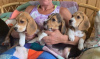 Photos supplémentaires: Chiots Beagle en bonne santé à adopter gratuitement