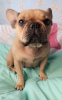 Photo №1. bouledogue - à vendre en ville de Chicago | 2959€ | Annonce №13297