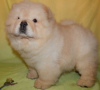 Photo №1. chow-chow - à vendre en ville de Budapest | négocié | Annonce №56811