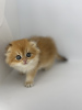 Photo №1. scottish fold - à vendre en ville de Krasnodar | 2464€ | Annonce № 113927