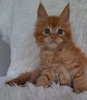 Photo №1. maine coon - à vendre en ville de Raleigh | 284€ | Annonce № 110705