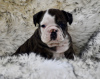 Photo №1. bulldog anglais - à vendre en ville de Duisburg | 400€ | Annonce №103663