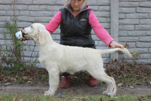 Photo №2 de l'annonce № 3661 de la vente labrador retriever - acheter à Ukraine de la fourrière