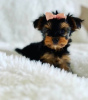 Photo №1. biewer yorkshire terrier - à vendre en ville de Флорида Сити | 379€ | Annonce №127294