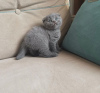 Photo №2 de l'annonce № 83947 de la vente scottish fold - acheter à USA annonce privée