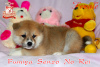 Photo №1. akita (chien) - à vendre en ville de Khmelnitsky | 1230€ | Annonce №42489