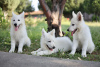 Photo №3. Chiots Berger Blanc Suisse à vendre. La Roumanie