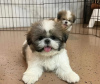 Photo №2 de l'annonce № 125756 de la vente shih tzu - acheter à Suisse 