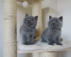 Photo №1. british shorthair - à vendre en ville de Prague | négocié | Annonce № 74542