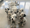 Photo №1. dalmatien - à vendre en ville de Афины | négocié | Annonce №117257