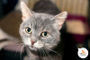 Photos supplémentaires: Lancelap est un chat au regard pensif et au triste destin.