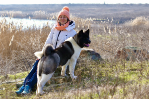 Photo №2 de l'annonce № 5344 de la vente akita américain - acheter à Ukraine 