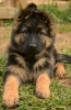 Photo №3. Adorable berger allemand. Allemagne