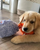 Photo №1. golden retriever - à vendre en ville de Munich | 400€ | Annonce №120242