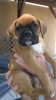 Photo №1. boxer - à vendre en ville de Iowa City | 379€ | Annonce №111394