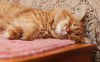 Photo №3. La merveilleuse chatte Bonya cherche un foyer !. Fédération de Russie