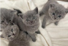 Photo №1. british shorthair - à vendre en ville de Салоники | Gratuit | Annonce № 126139