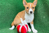 Photo №1. basenji - à vendre en ville de Londres | 300€ | Annonce №94780