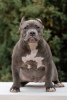 Photo №1. american bully - à vendre en ville de Saint-Pétersbourg | négocié | Annonce №85845