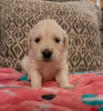 Photo №3. CHIOT LABRADOR GOLDEN RETRIEVER. Canada