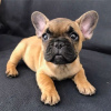 Photo №1. bouledogue - à vendre en ville de Sofia | 350€ | Annonce №78618