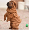 Photo №1. shar pei - à vendre en ville de Stockholm | négocié | Annonce №113219