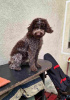 Photos supplémentaires: Chiots Lagotto Romagnolo