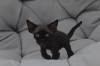 Photo №1. devon rex - à vendre en ville de Berlin | 400€ | Annonce № 119944