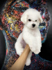 Photo №2 de l'annonce № 76769 de la vente bichon à poil frisé - acheter à Serbie éleveur