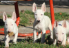 Photos supplémentaires: Chiots mini bull terrier