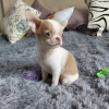 Photo №1. chihuahua - à vendre en ville de Врбов | 350€ | Annonce №29255