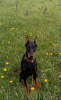 Photos supplémentaires: chiot dobermann