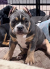 Photo №1. american bully - à vendre en ville de Bijeljina | négocié | Annonce №106320