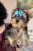 Photo №4. Je vais vendre yorkshire terrier en ville de Гамбург. annonce privée - prix - négocié