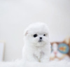 Photo №2 de l'annonce № 105236 de la vente bichon à poil frisé - acheter à USA annonce privée, éleveur