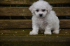 Photo №4. Je vais vendre bichon à poil frisé en ville de Jüchen. annonce privée - prix - 450€