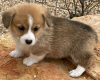 Photo №2 de l'annonce № 123835 de la vente welsh corgi - acheter à La finlande annonce privée, éleveur