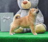 Photo №1. shiba - à vendre en ville de Zrenjanin | négocié | Annonce №123551