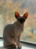 Photo №4. Je vais vendre sphynx en ville de Даллас. annonce privée - prix - négocié