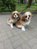 Photos supplémentaires: Douce fille Amanda Cavalier King Charles Spaniel