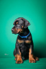 Photos supplémentaires: Chiots Doberman à vendre