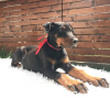 Photo №4. Je vais vendre dobermann en ville de Belgrade. éleveur - prix - négocié